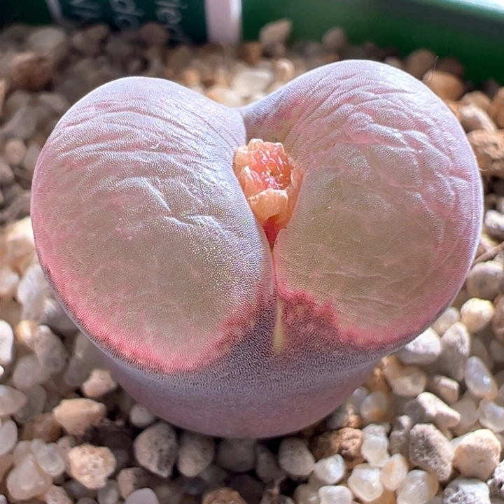 A828.  青蛙种源优选五年母本大腰子翻窗矮墩墩。