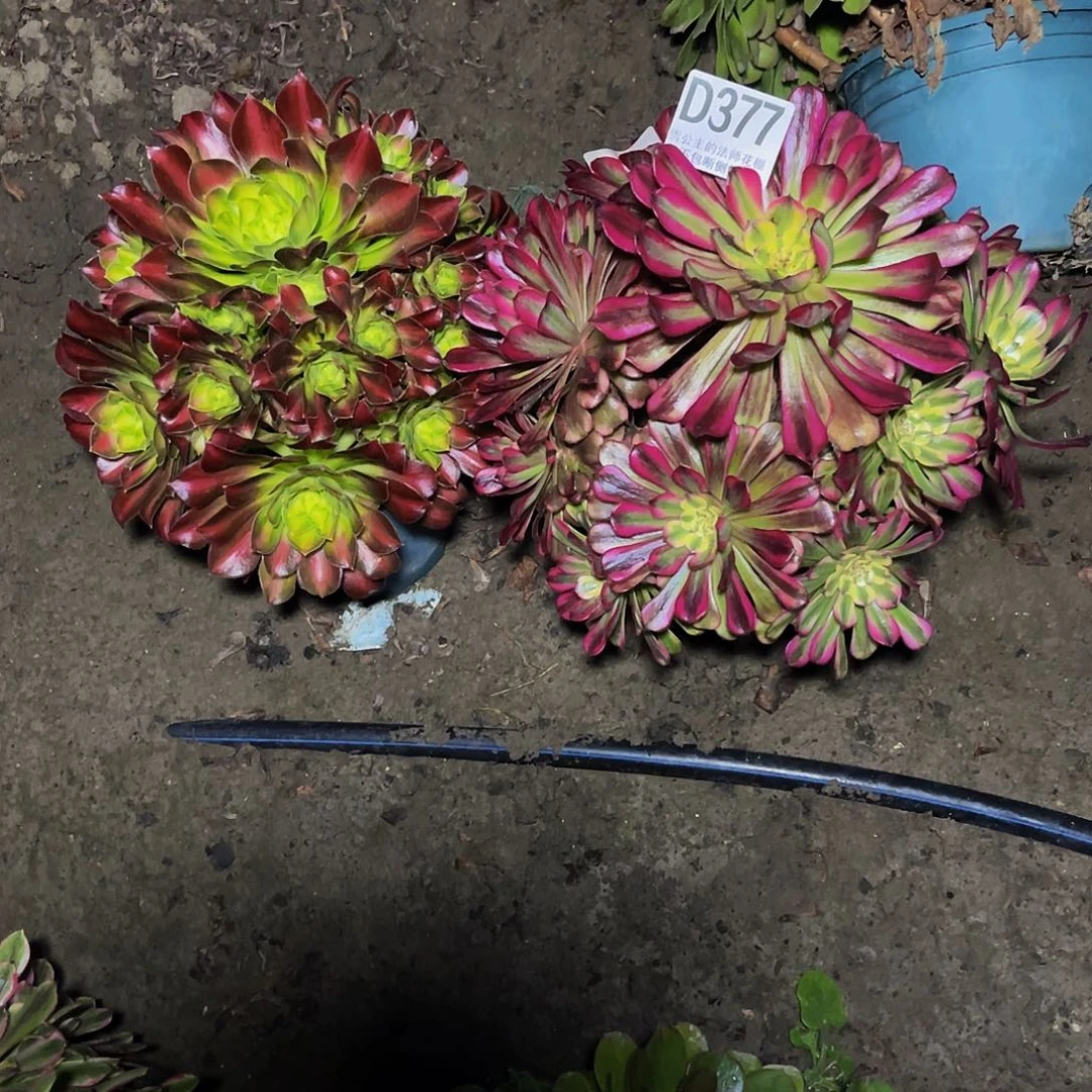 法师法师两盆13-14包邮法师