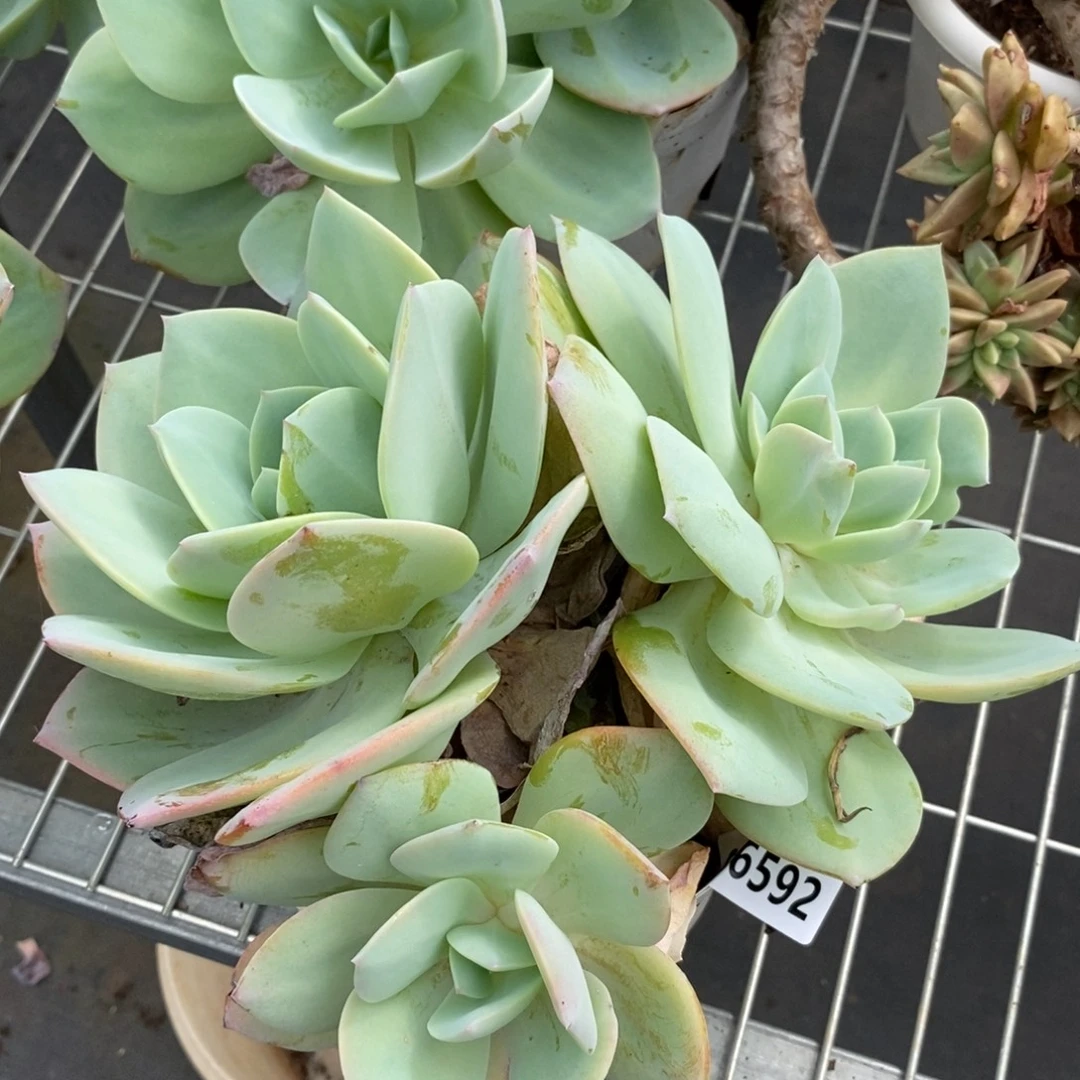 6592白凤多头一物一拍