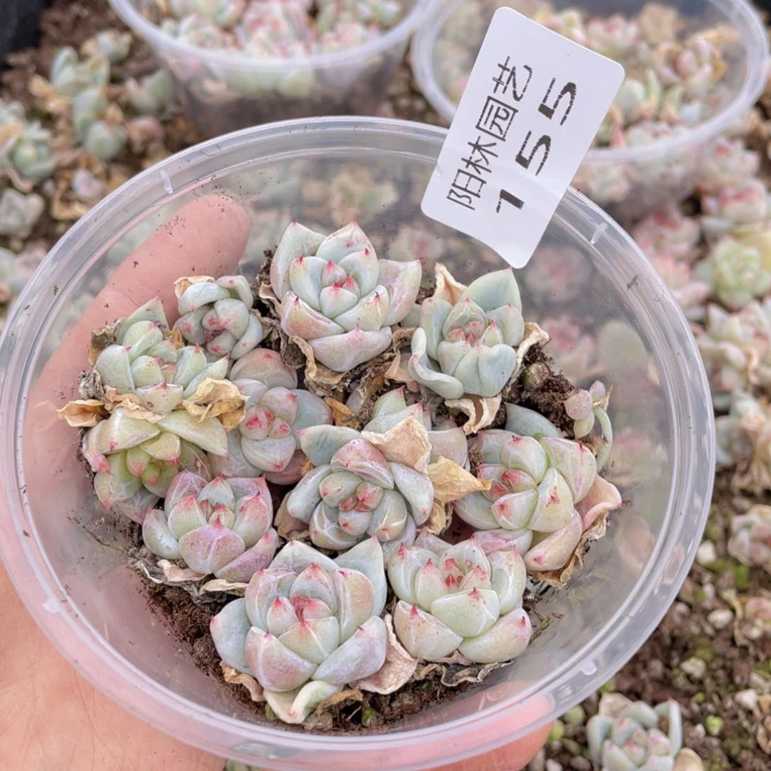 多肉植物多肉植物155