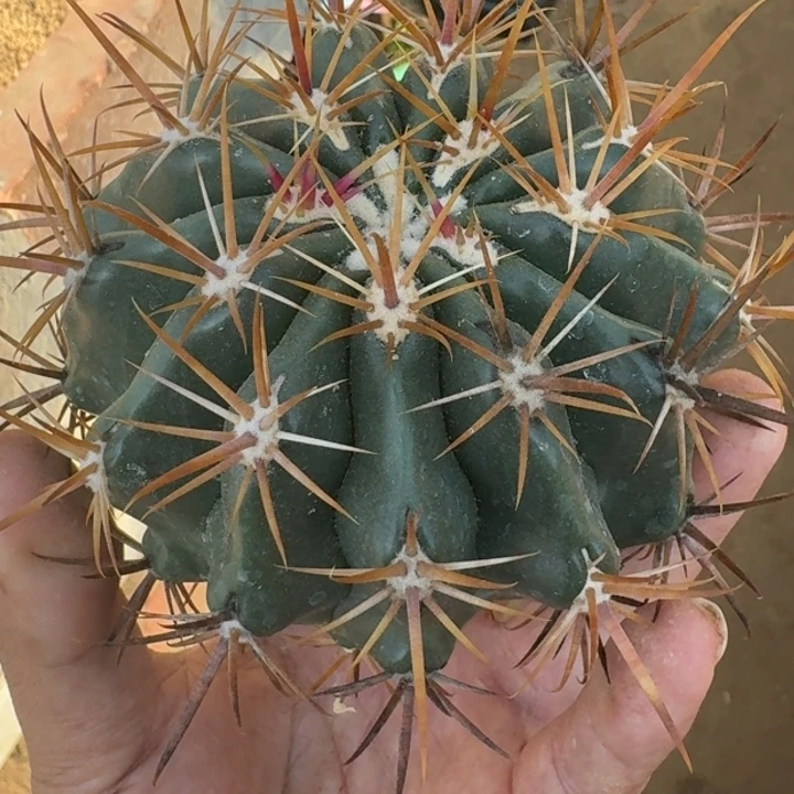 龙眼无根555555555