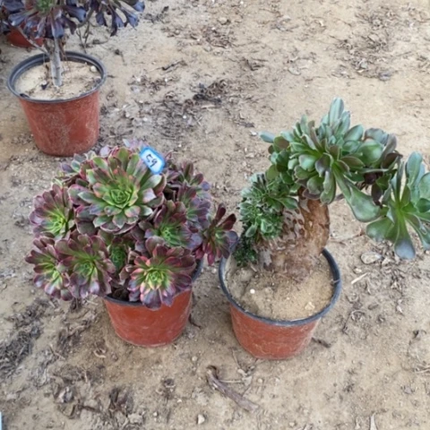 两颗法师一物一拍