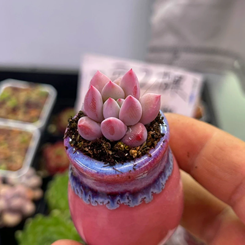 （满9.9元包邮）粉天使2.5厘米左右 多肉植物