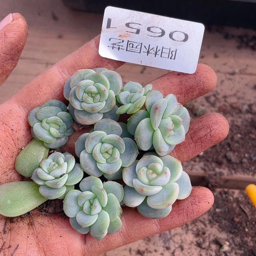 多肉植物多肉植物651