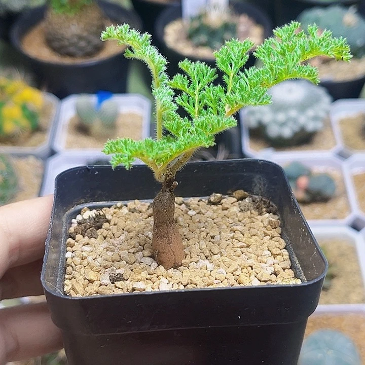 枯木洋葵一颗一颗
