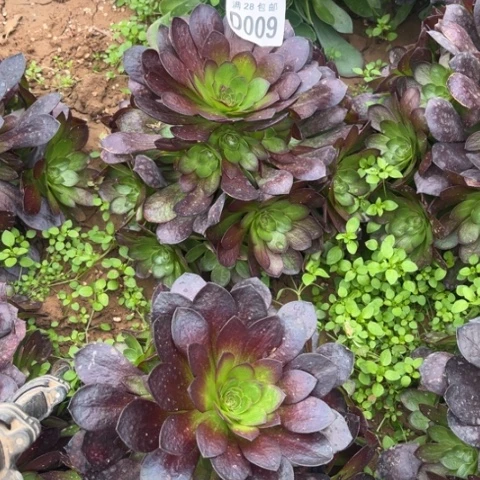 009赤焰莲不包断枝