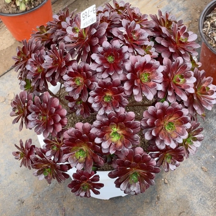 765黑玫瑰多肉123447889