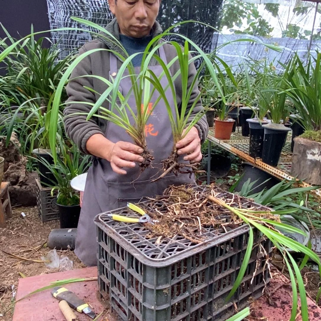 完全开放独占春大雪兰