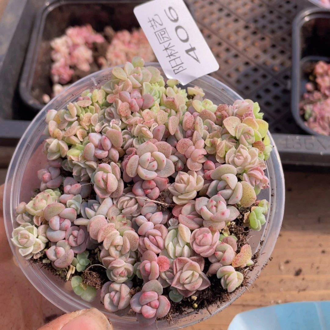 多肉植物多肉植物406