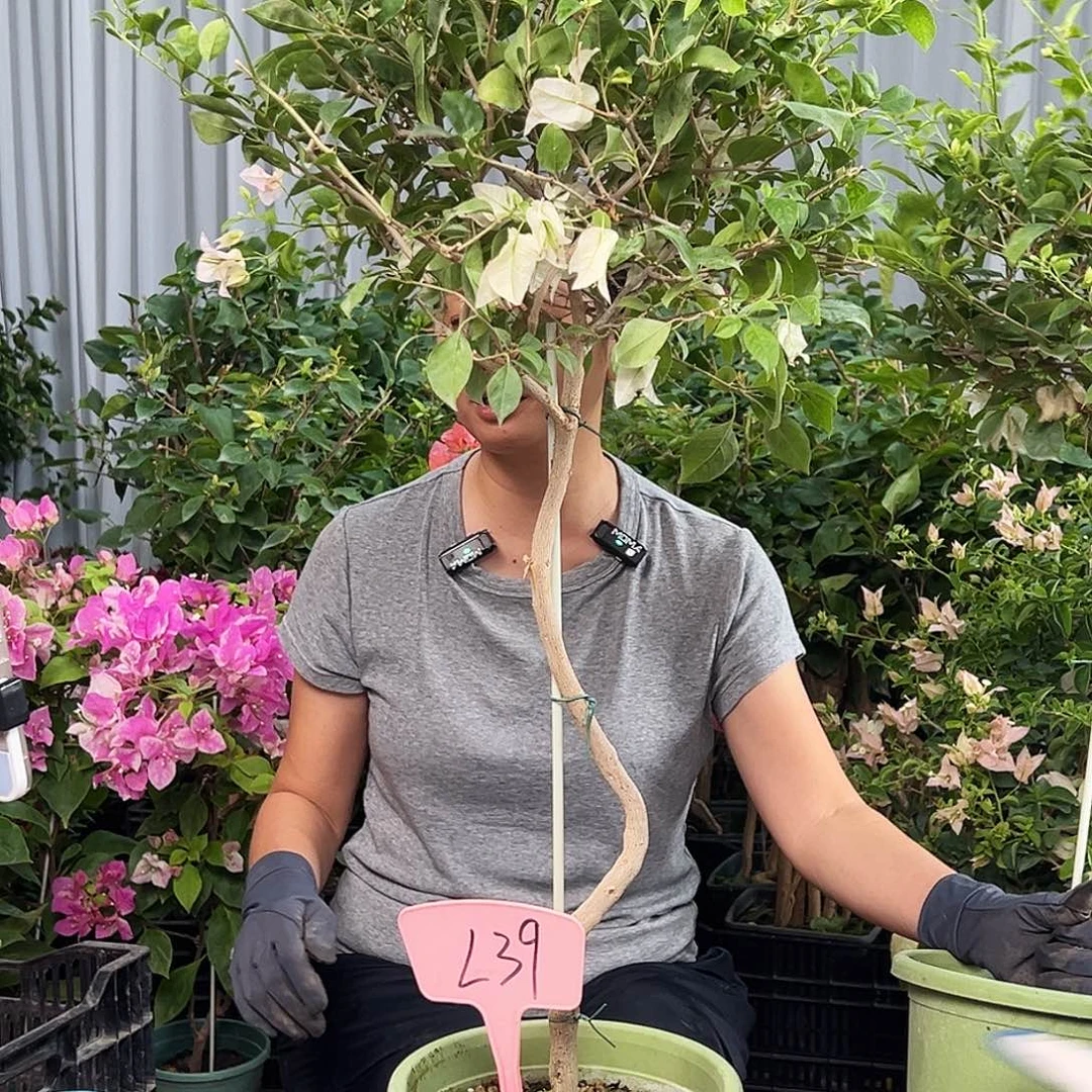 蓝***汐大部分花苞少量开放L39婆罗洲樱花