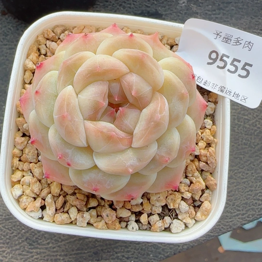 白底冰魄，9555多肉