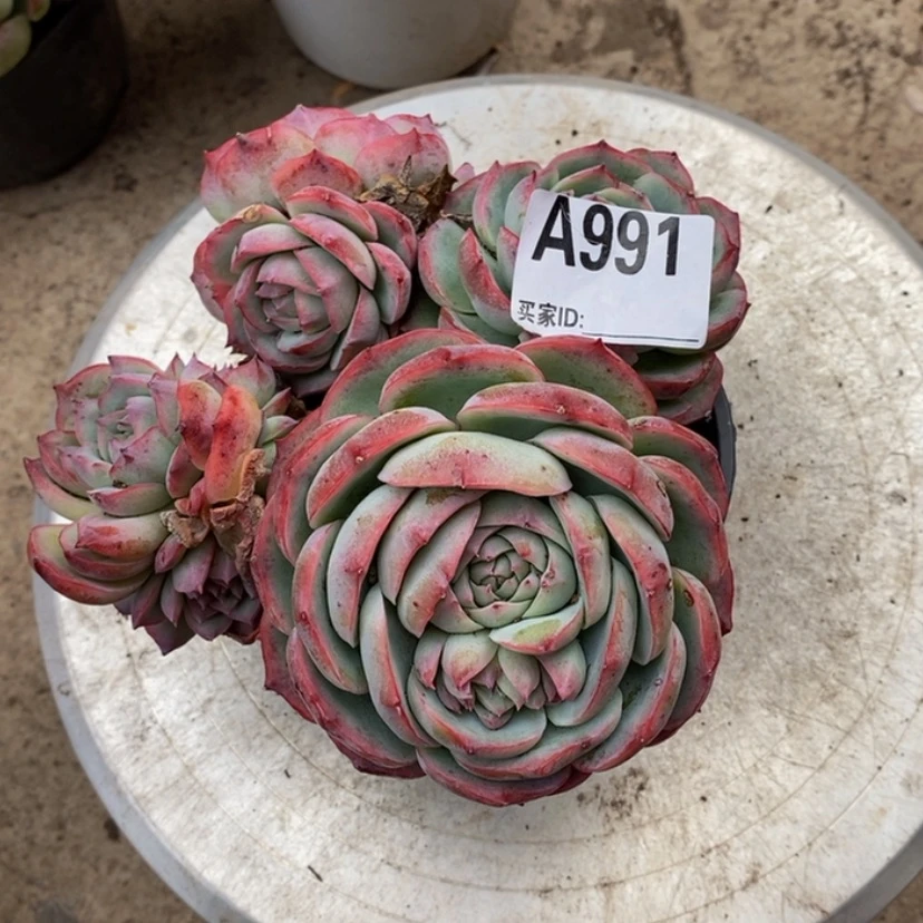 【闪购商品】小*鱼多肉植物