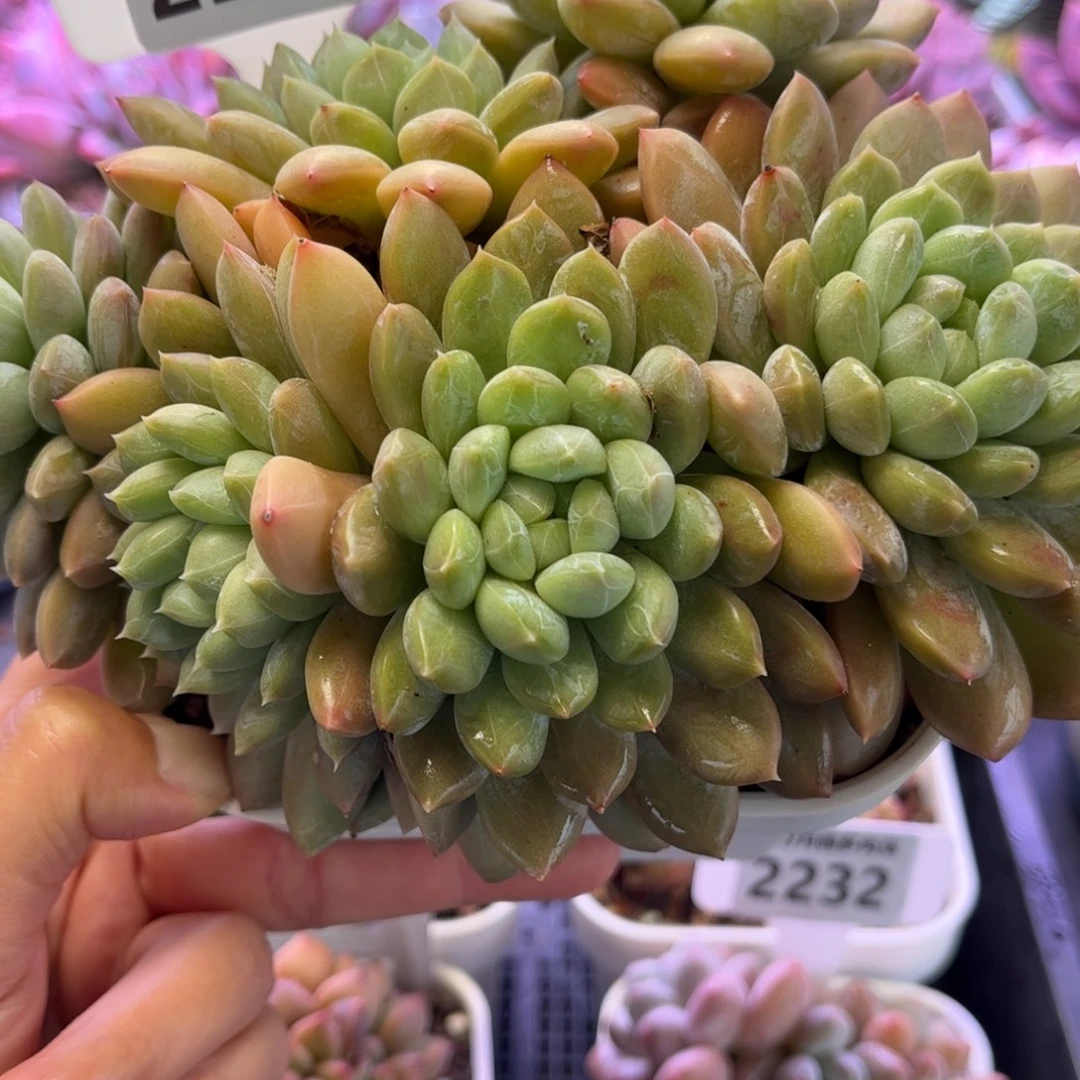 2237 满30包邮，天冷地区必拍保温箱