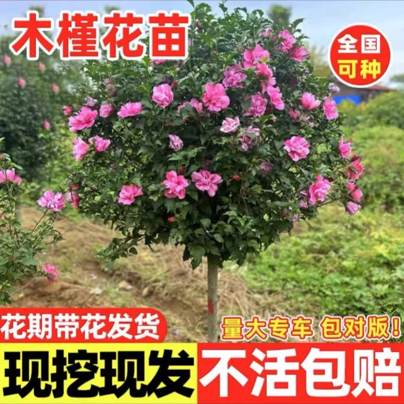 木槿花树苗可食用棒棒糖木槿花重瓣大苗阳台庭院盆栽耐寒四季开花