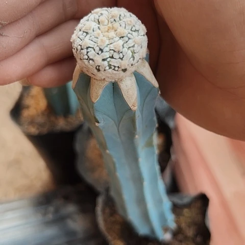 433v兜小球特价款秒杀活动