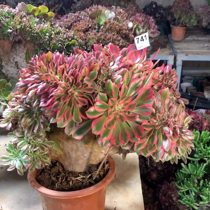 741粉女巫缀多肉法师