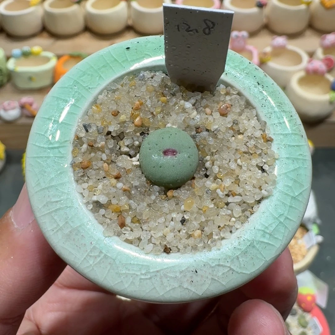 蘑菇1201小红嘴多肉植物