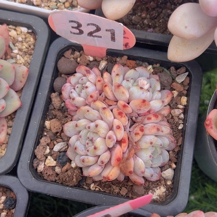 健健康康平平安安