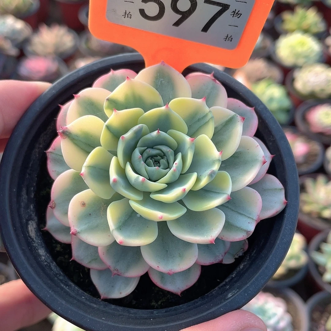 娜娜小狗锦597号多肉