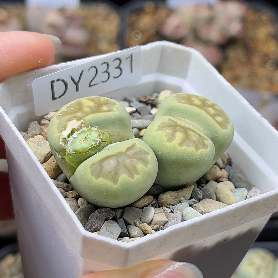 一物一拍绿菊2321带种荚
