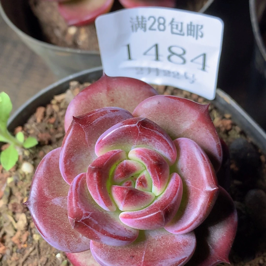 【闪购商品】云1484