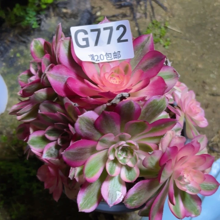 初***天瑞妈多肉1.30.772