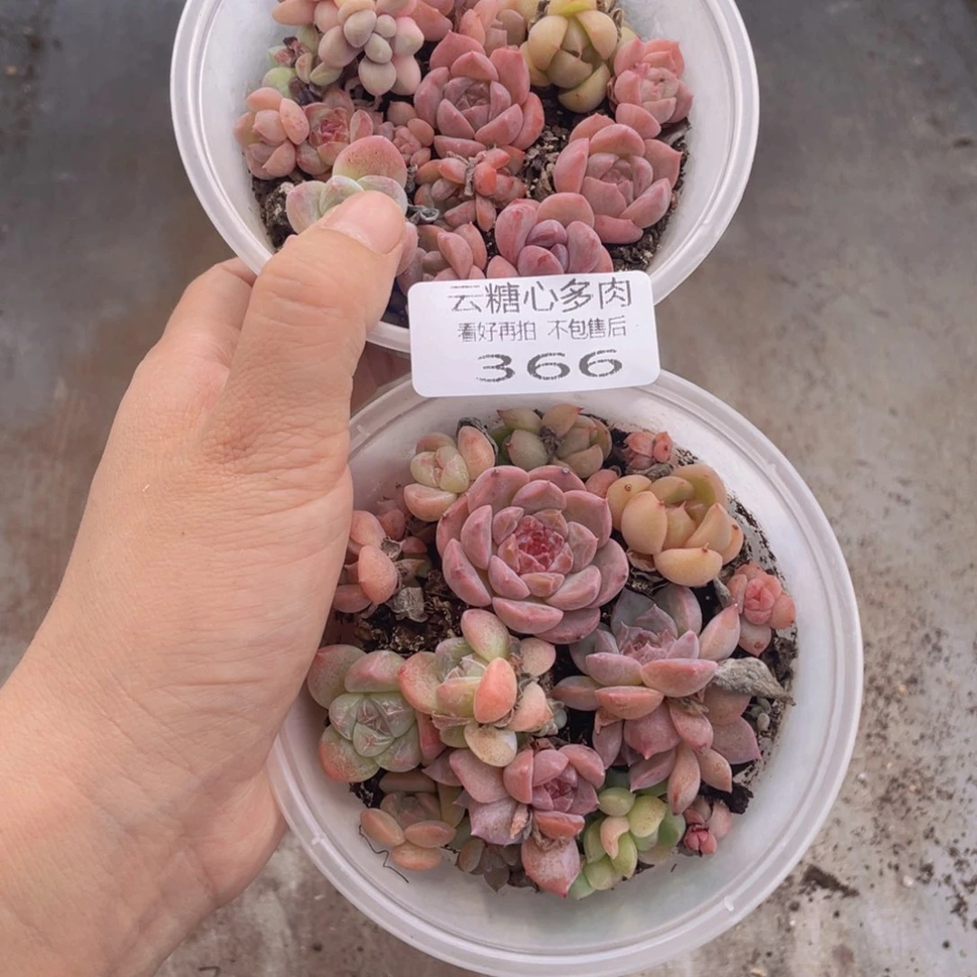 云糖心多肉植物366
