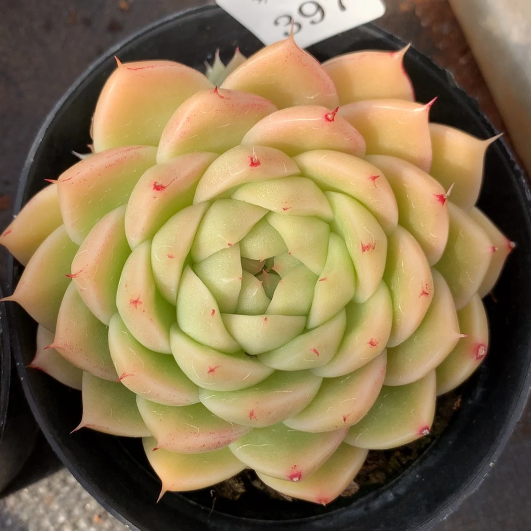 397新年快乐发发发