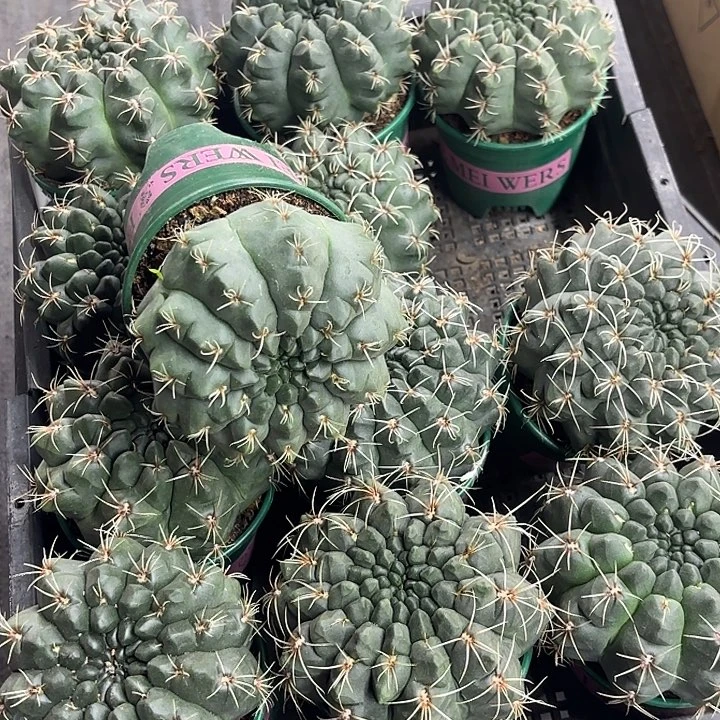 加仑盆绯花玉实生带盆随机一盆