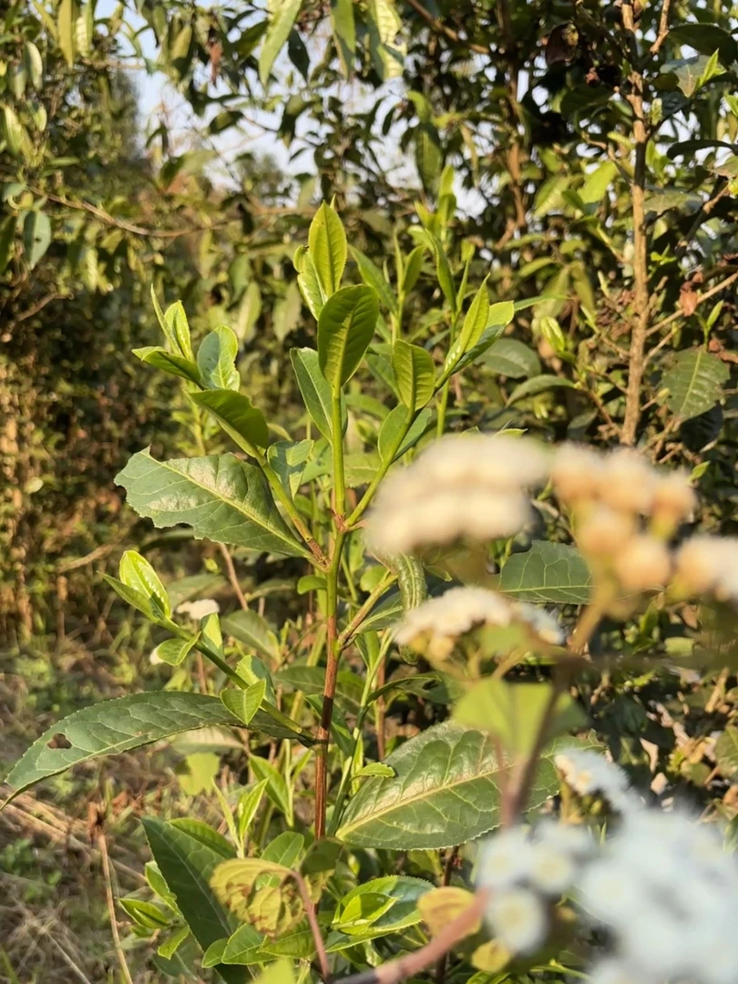 荒山普洱生茶散茶30g【福袋】