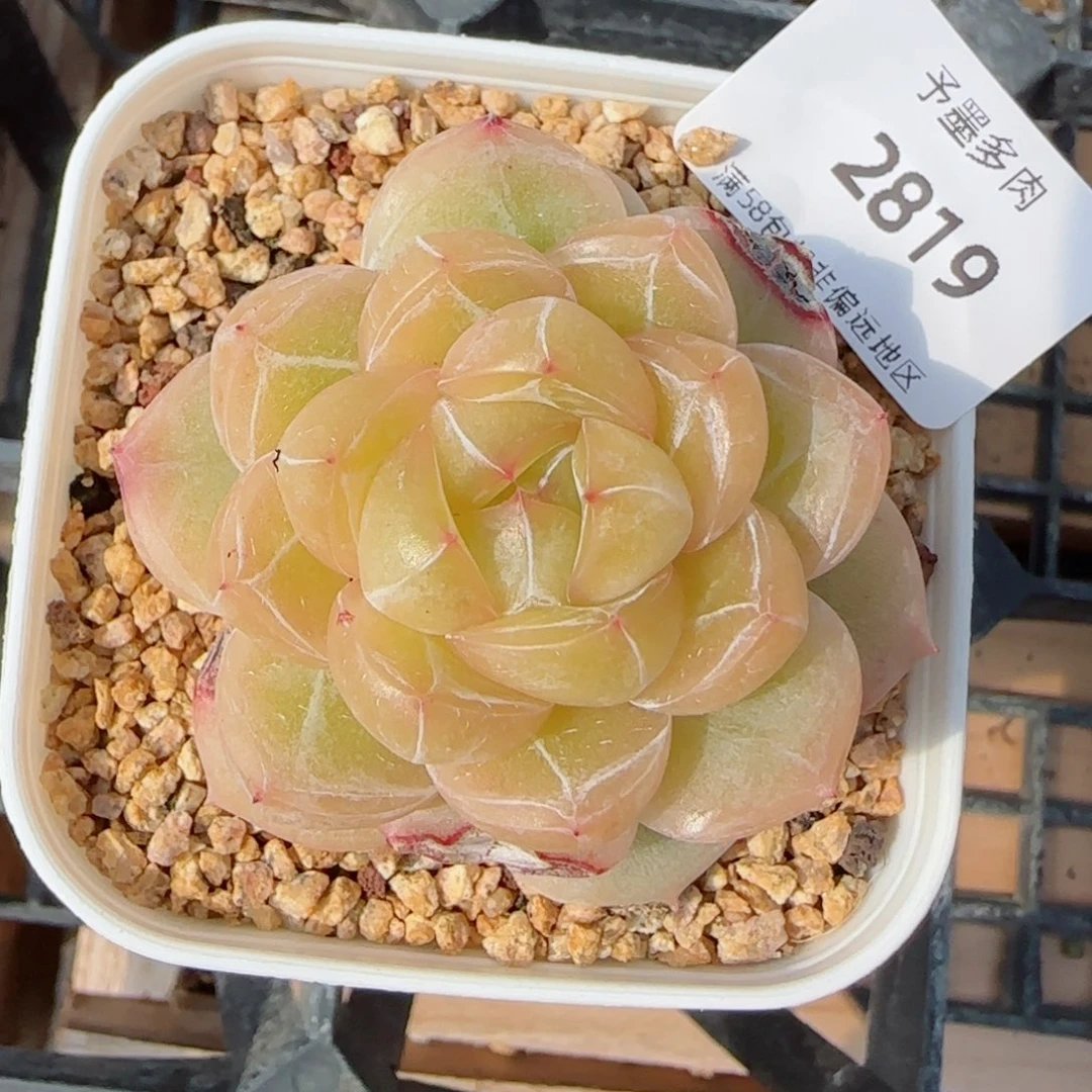 璇玑微瑕,2819多肉植物
