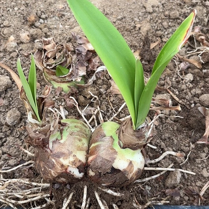 期*甜蜜双胞胎四号3920