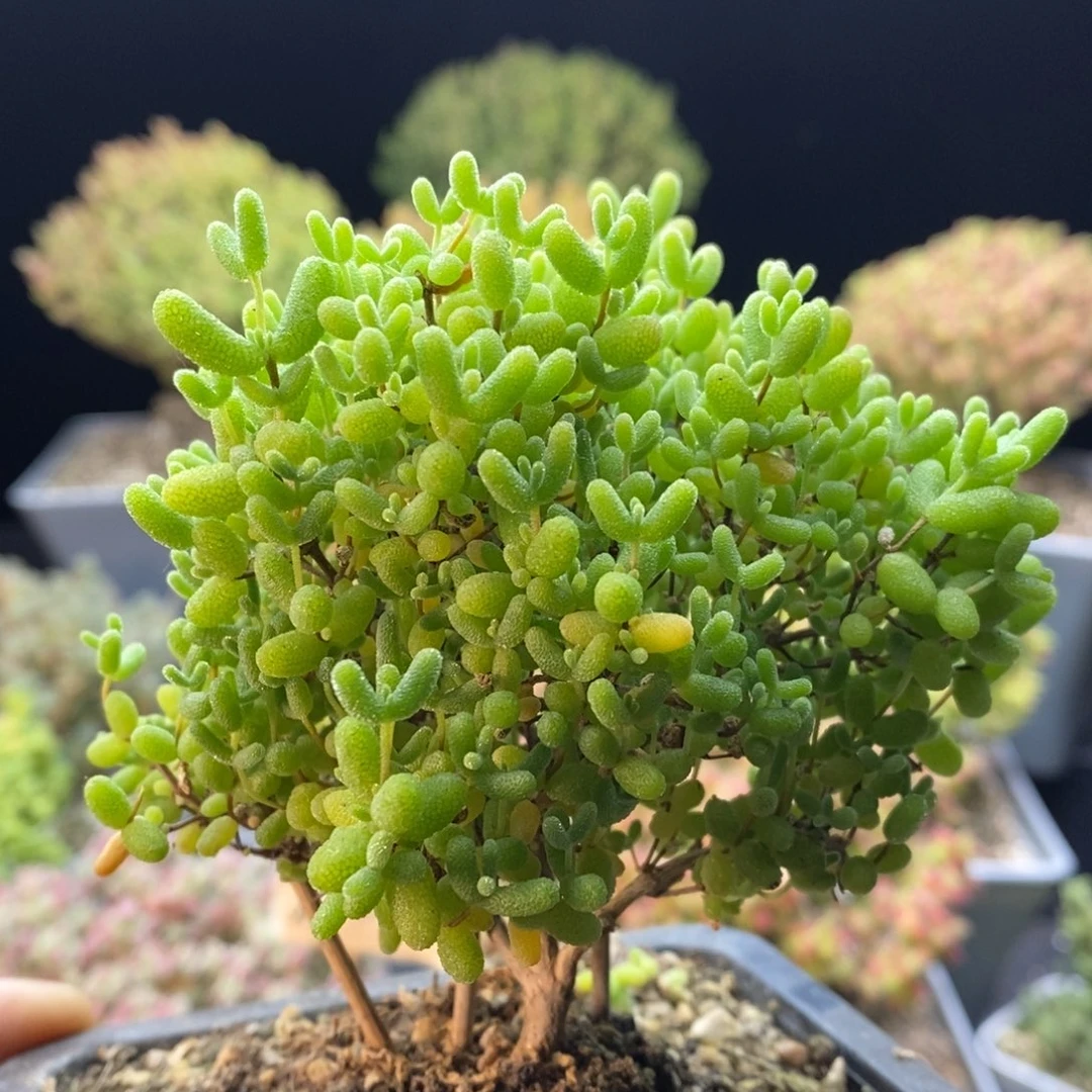 119蜜橘糖球。
