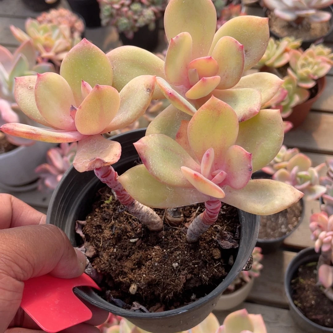 0928  白凤  六月六