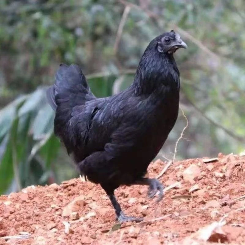 五黑鸡肉质鲜美到手10只