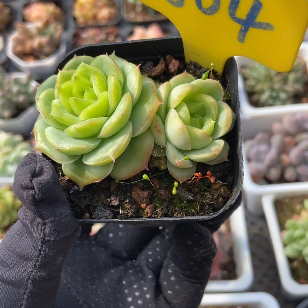 804宝宝绿多肉植物保护