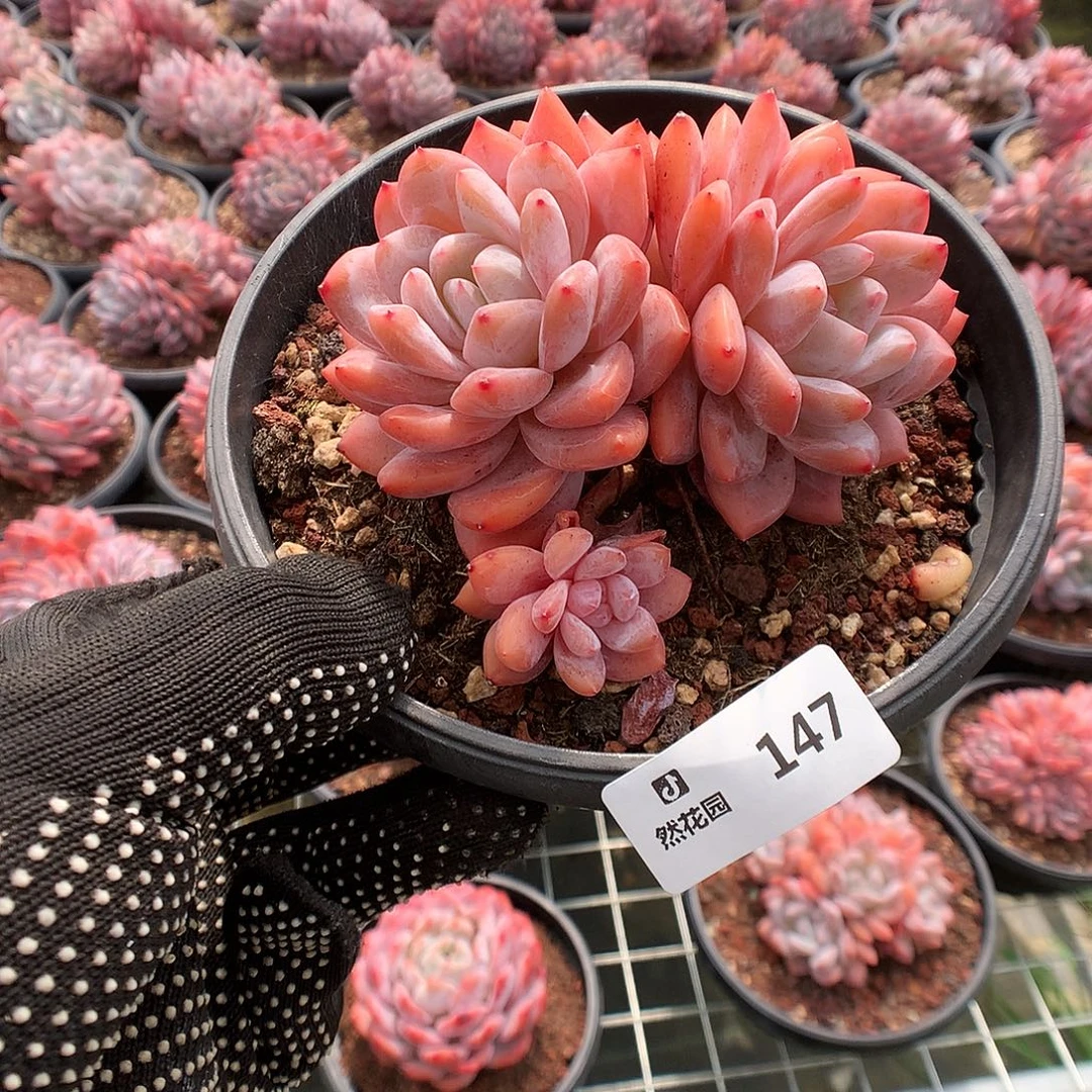 147雪天使多肉植物666