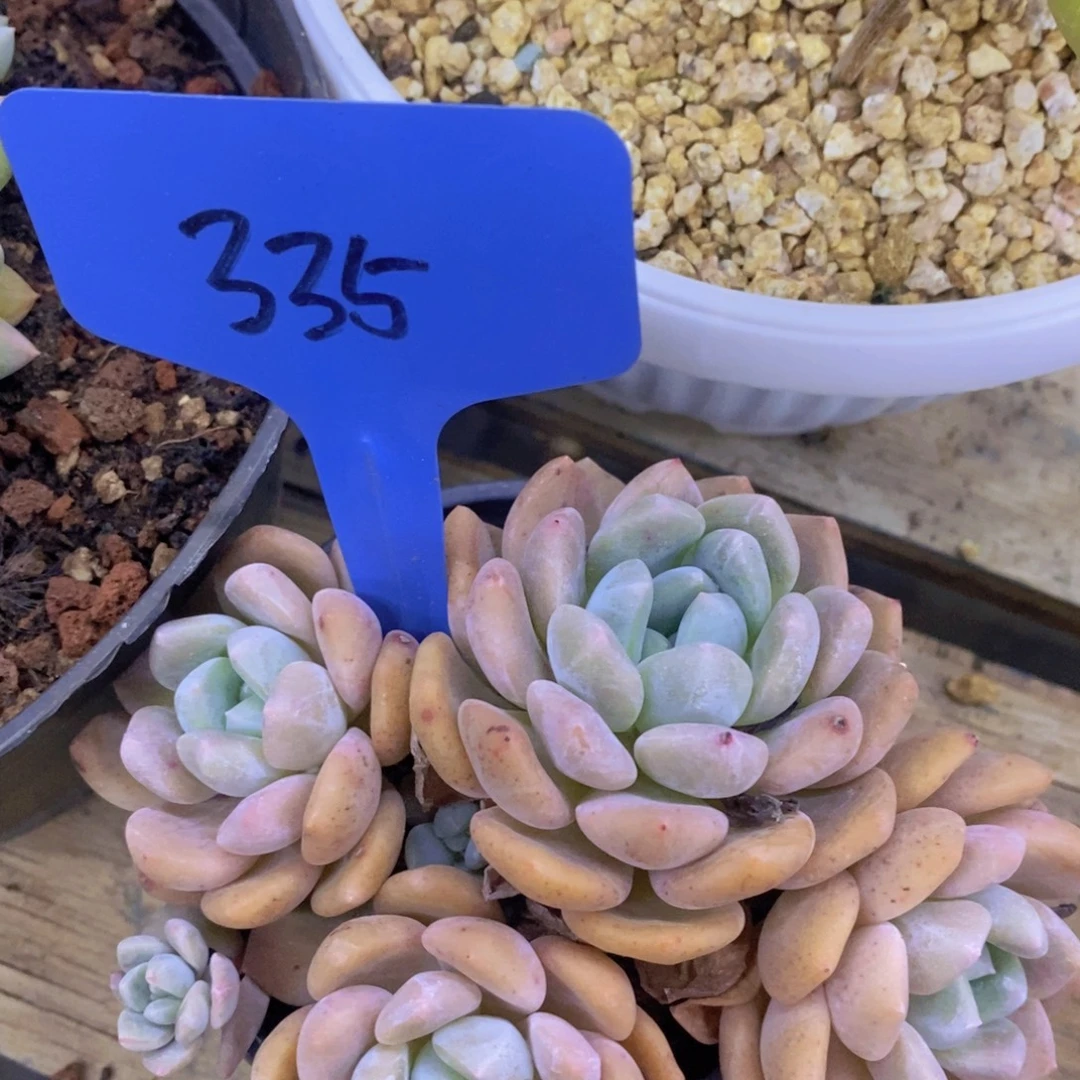 开心多肉，一物一拍