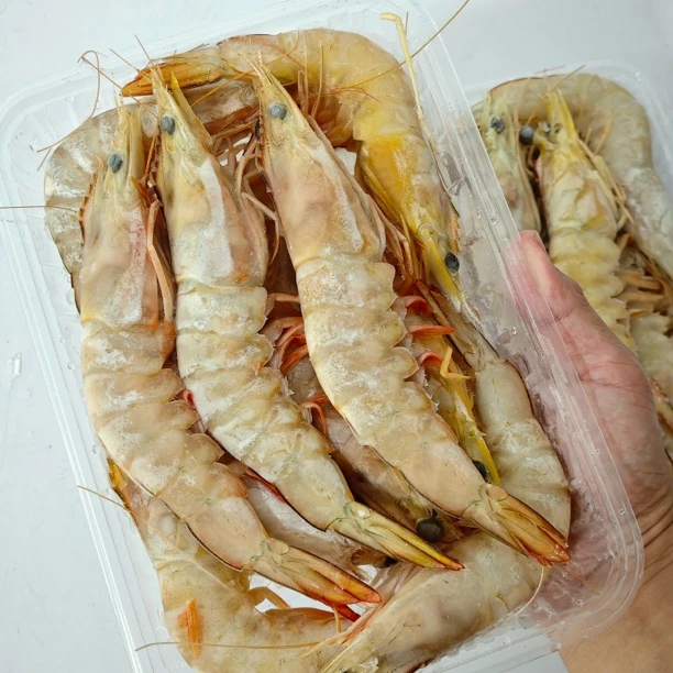新鲜速冻海捕大白虾野生超低温锁鲜顺丰发货