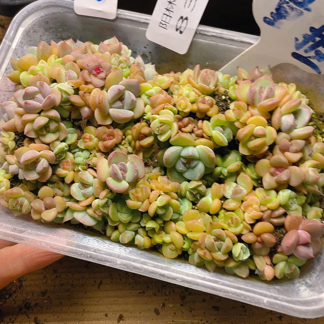 量拍多肉植物多肉植物830