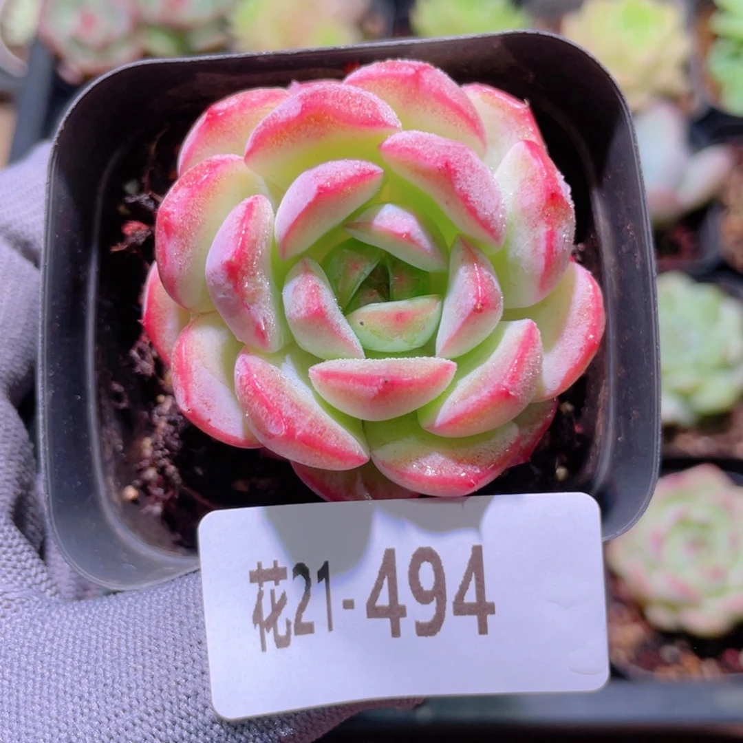 花利美21-494新品