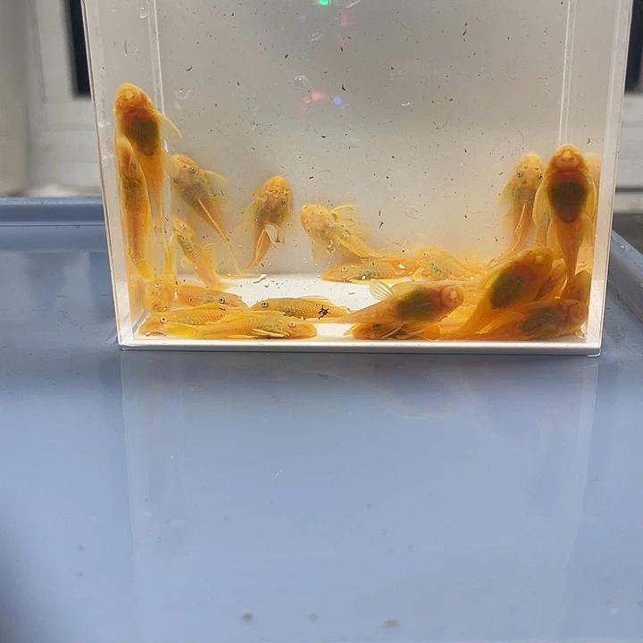 清道夫鱼中号胡子30条