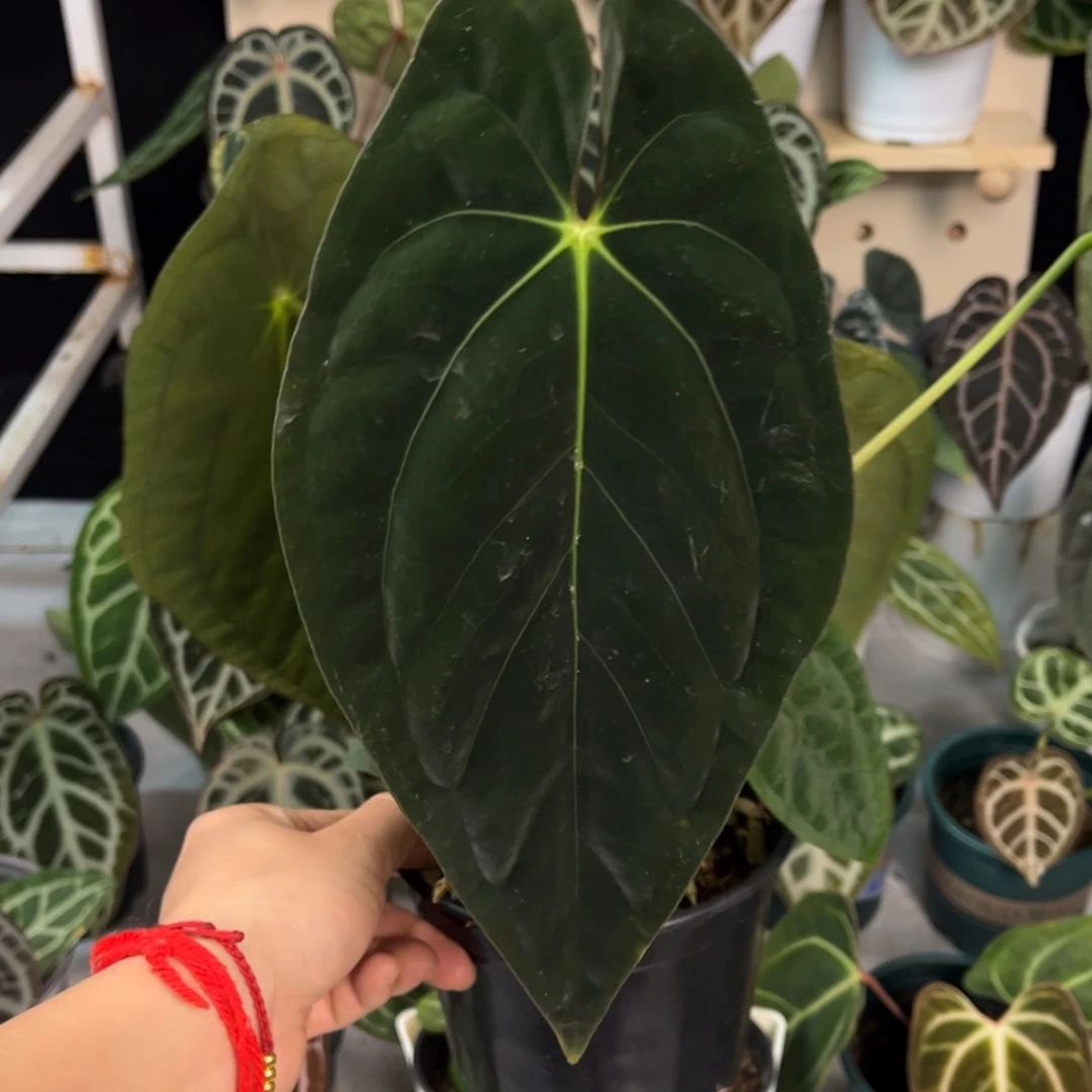 无花朵044 加通湖