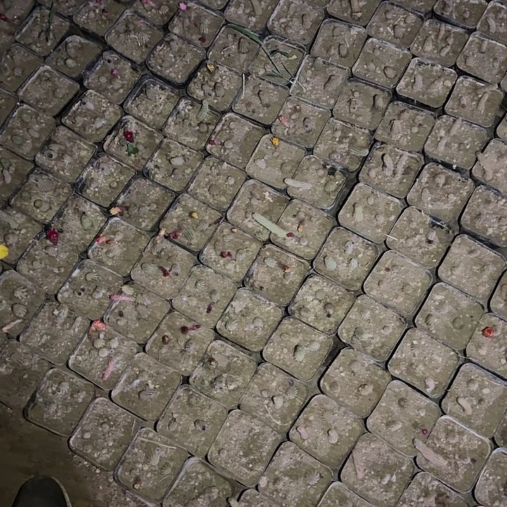 L**•梨花落。翁锦4个。五花牛袖蒲嫁接