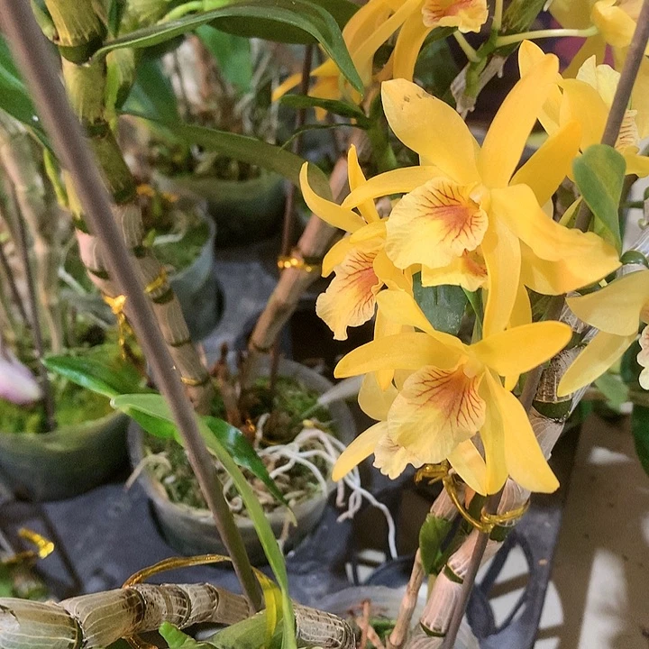 完全开放l 黄火鸟，带花芽，大小4苗