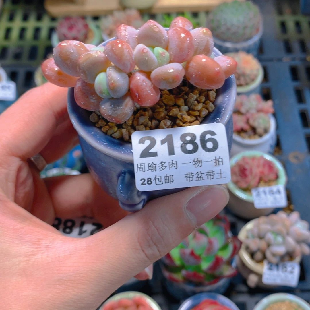 5厘米盆精控多肉2186