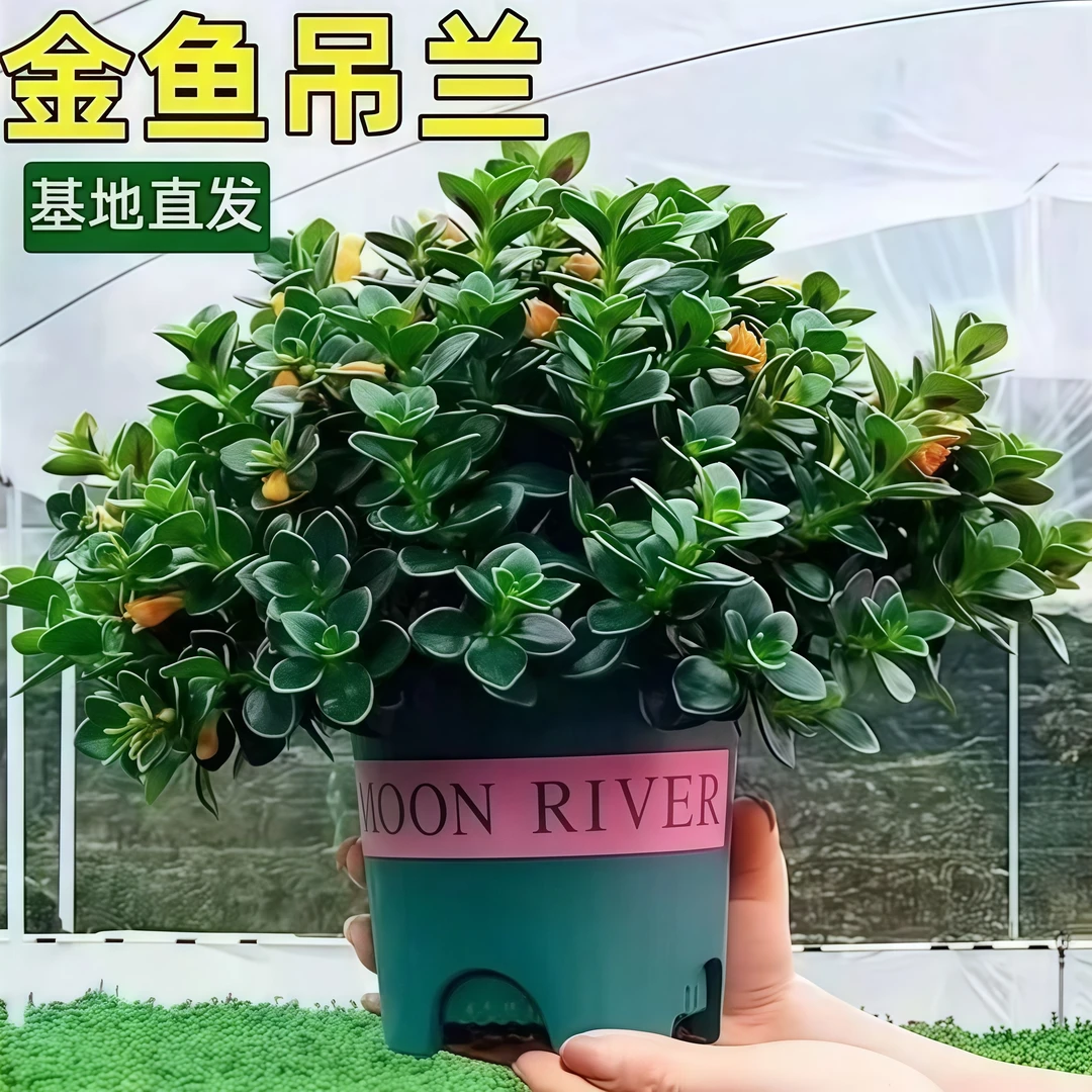 【金鱼花吊兰带花苞发货】室内四季常青花卉懒人绿植美观吸甲醛