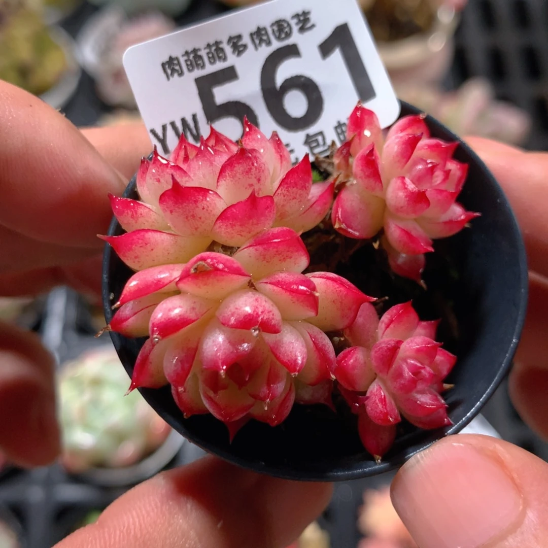 5CM拇指盆精控多肉YW561