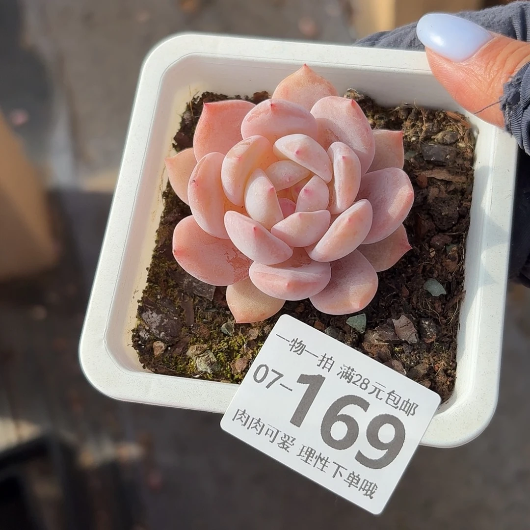 橙梦露无盆土发货