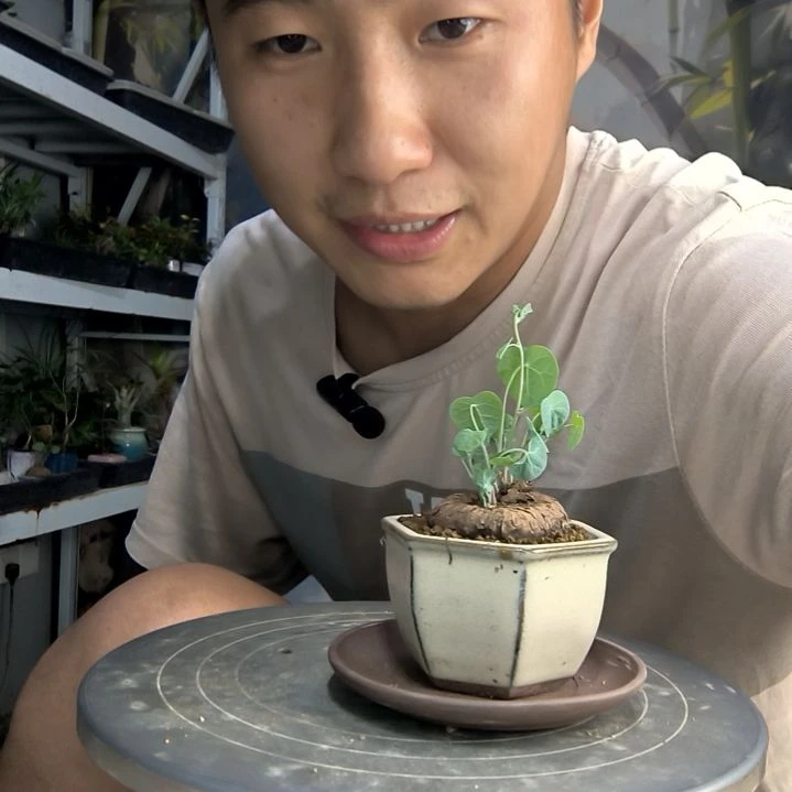 可*中青园艺一物一拍78